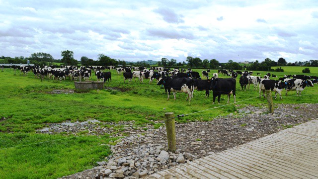 Paddocks d'un hectare pour cent vaches