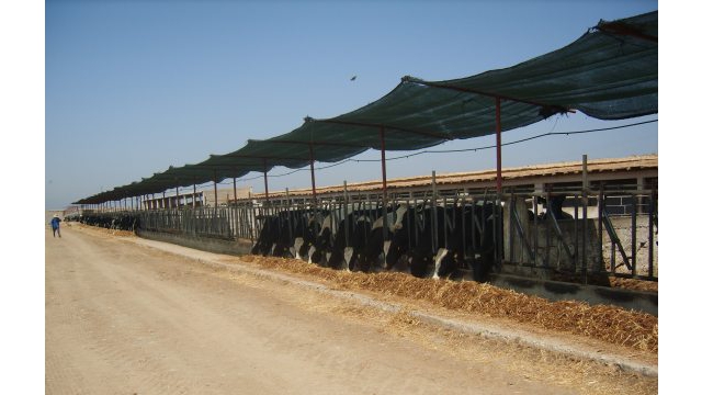 Ferme de 350 vaches