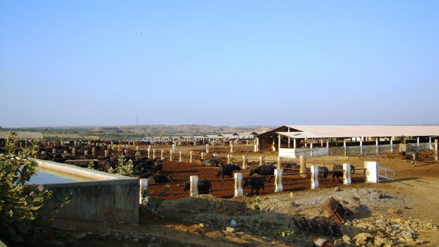 Etables regroupant 1 600 vaches